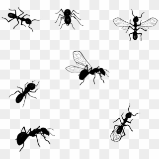 Jiminey Kricket Exterminating Ants - Desenho Formiga, HD Png Download