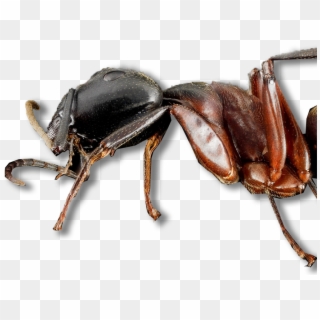 Exterior Ant Services Start As Low As $175 And Full - Japanese Rhinoceros Beetle, HD Png Download