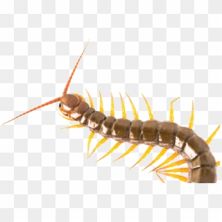 Centipede - Centipede Png, Transparent Png