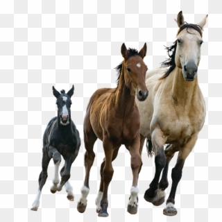 Kuda, Mare, Anak Kuda, Terpencil, Potongan, Colt - Selective Breeding Race Horse, HD Png Download