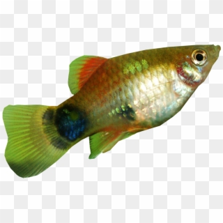 Platy Fish Transparent Background - Platy Fish Png, Png Download