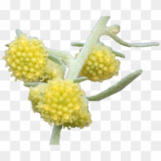 Buddleia, HD Png Download