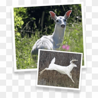 Special Tours - White-tailed Deer, HD Png Download