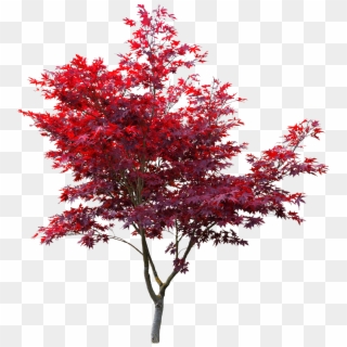 Japanese Maple Cut Out , Png Download - Japanese Red Maple Png, Transparent Png
