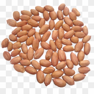 Peanut Kernels - Almond, HD Png Download