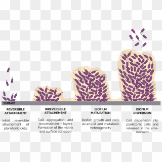 Stages Of Biofilm Formation, HD Png Download