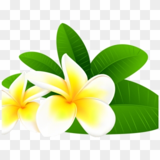 Plumeria Clipart Tropical Flower - Frangipani Flowers Clipart, HD Png Download