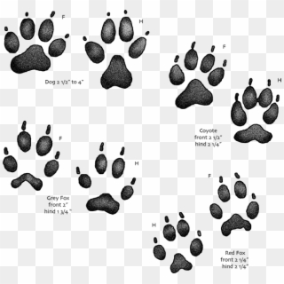 Usgs Kids Animal Tracks Identifying - Dogs Vs Coyote Paw, HD Png Download
