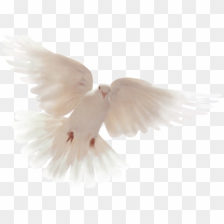 Holy Spirit Dove , Png Download, Transparent Png