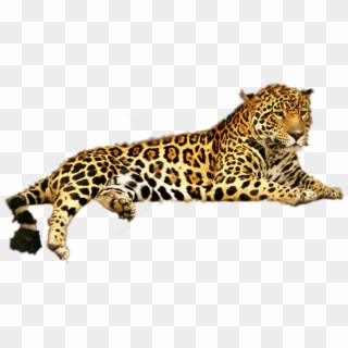 Free Png Download Jaguar Png Png Images Background - Leopard Png, Transparent Png