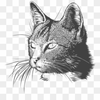 Kittens Clipart Cat Meow - Cat Head, HD Png Download