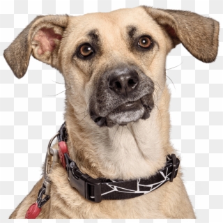 Morso® - Dog - Companion Dog, HD Png Download