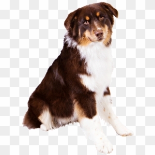 Image Free Library Dog Breed Information Famil Woof - Australian Shepherd Puppy No Background, HD Png Download