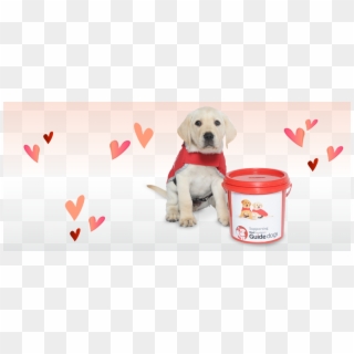 Red Puppy Appeal - Labrador Retriever, HD Png Download