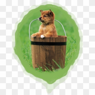 Type Of Puppy - Dogs In A Bucket, HD Png Download