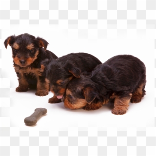 Puppies - Cachorro, HD Png Download