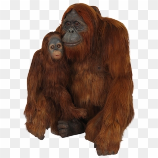 Mother Orangutans And - Orangutan Transparent Background, HD Png Download