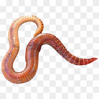 Worms Png Transparent Images - Eisenia Fetida, Png Download