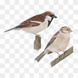 House Celebrate Urban Birds - House Sparrow, HD Png Download