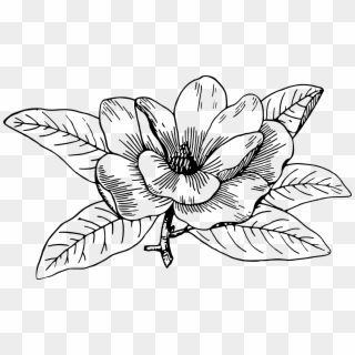 Collection Of Magnolia Drawing Png High Quality - Magnolia Flower Line Art, Transparent Png