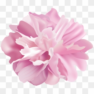 Peony Flower Transparent Image, HD Png Download