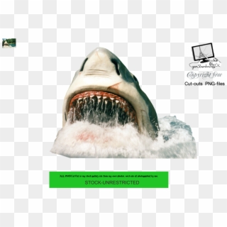 Shark Png - Shark, Transparent Png