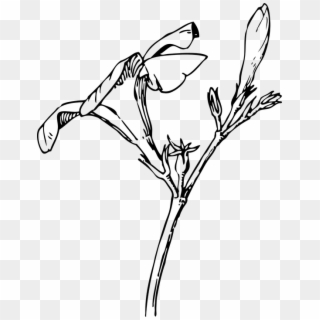 Royalty Free Download Bud Esfiro Cat - Draw Oleander Flower, HD Png Download