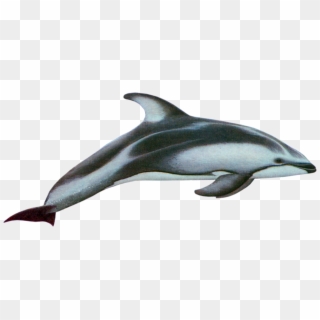 Drawn Dolphins Hector Dolphin - Pacific White Sided Dolphin Png, Transparent Png