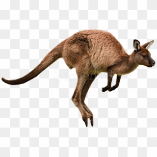 Free Png Download Kangaroo Jumps Png Images Background - Kangaroo Png, Transparent Png