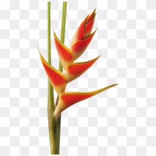 Heliconia, HD Png Download