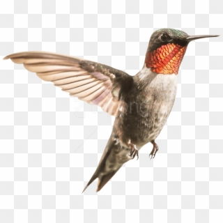 Free Png Download Hummingbird Png Images Background - Ruby Throated Hummingbird Migration, Transparent Png