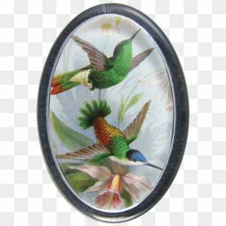 Hummingbird, HD Png Download