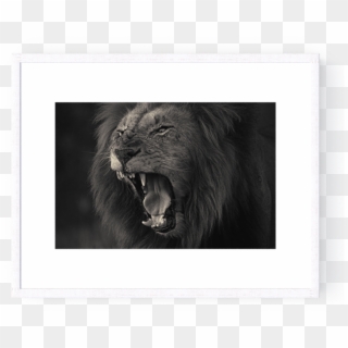 Photo Kruger Lion - Masai Lion, HD Png Download