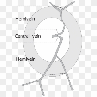 Illustration Of The Branch Vein Draining Into The Hemiveins - Circle, HD Png Download