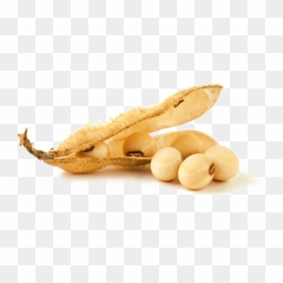 Soybean Png Clipart - Soy Bean, Transparent Png