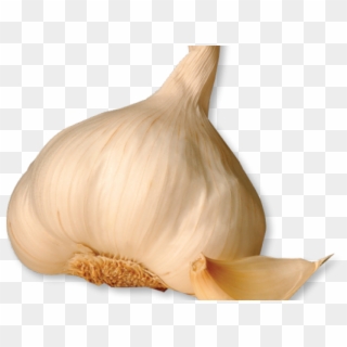 Garlic Clipart Garlic Bulb - Garlic, HD Png Download