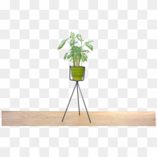New Made La - Houseplant, HD Png Download