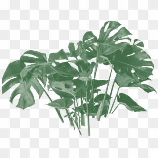 Monstera Plant, HD Png Download
