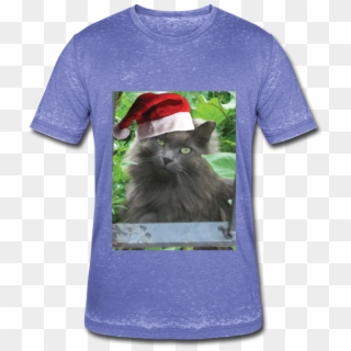 Adorable Russian Blue Cat Wearing A Santa Hat - Maine Coon, HD Png Download