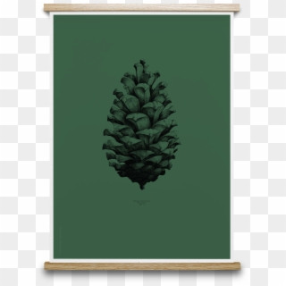 Pine Cone - Pine Cone Print, HD Png Download