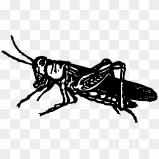 Grasshopper Black Bugs Animal Hop Insect Pest - Grasshopper Clip Art, HD Png Download