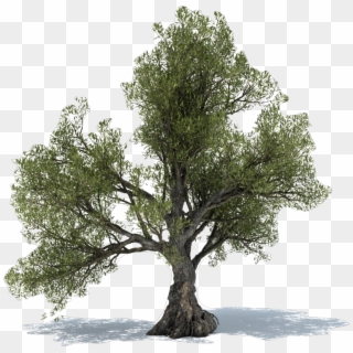 Olive Tree Power Christchurch, HD Png Download