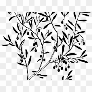 Reef Clipart Olive Branch - Olive Tree Png, Transparent Png