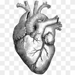 Clipart Anatomical Heart Big - Anatomical Heart Drawing, HD Png Download