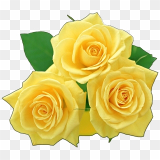 Rosas Amarillas - Rose Flower Photos Gallery, HD Png Download