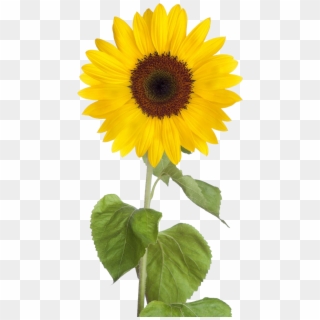 Sunflower Png Free Download - Transparent Background Sunflower Clipart, Png Download