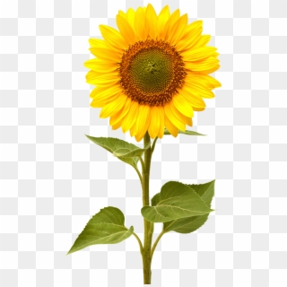 Sunflower Png, Transparent Png