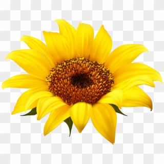 Sunflower - Sunflower Clipart Png, Transparent Png