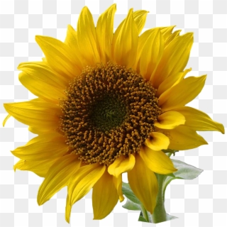 A Sunflower-edited - Flower With Transparent Background, HD Png Download