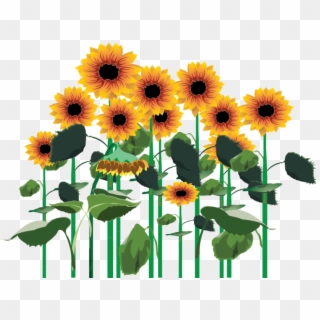 Sunflowers Png, Transparent Png